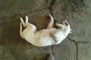 Aceros Y Perfiles Diaz