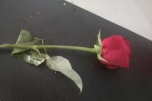 Cortinas de acero América