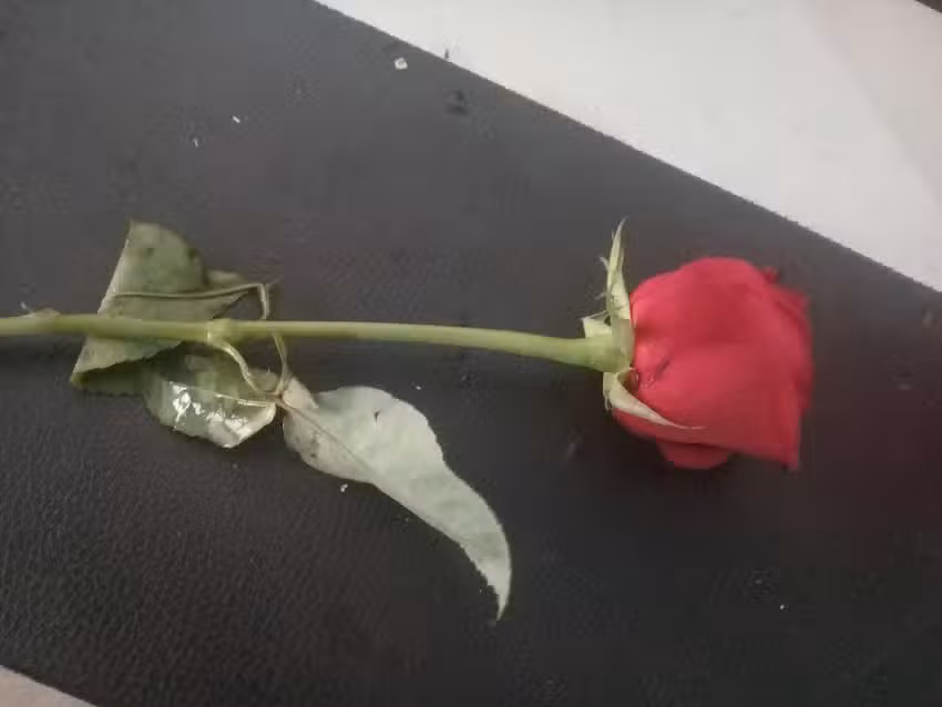 Cortinas de acero Am&eacute;rica