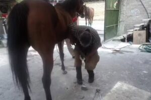 Herrer&iacute;a &ldquo;Anaya&rdquo;