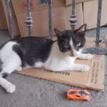 Herrer&iacute;a Arteaga