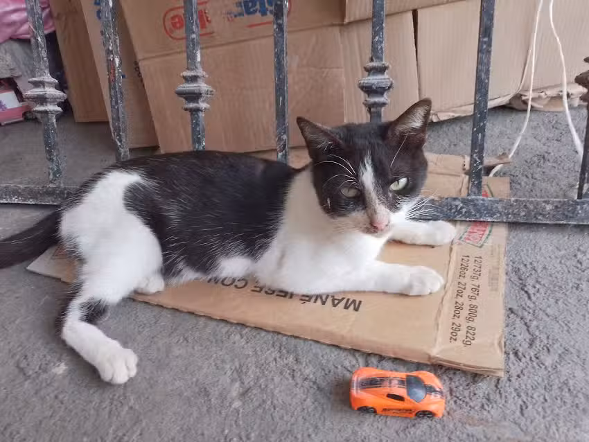 Herrer&iacute;a Arteaga