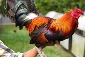 Reafilados de navajas” EL CABEÑO “