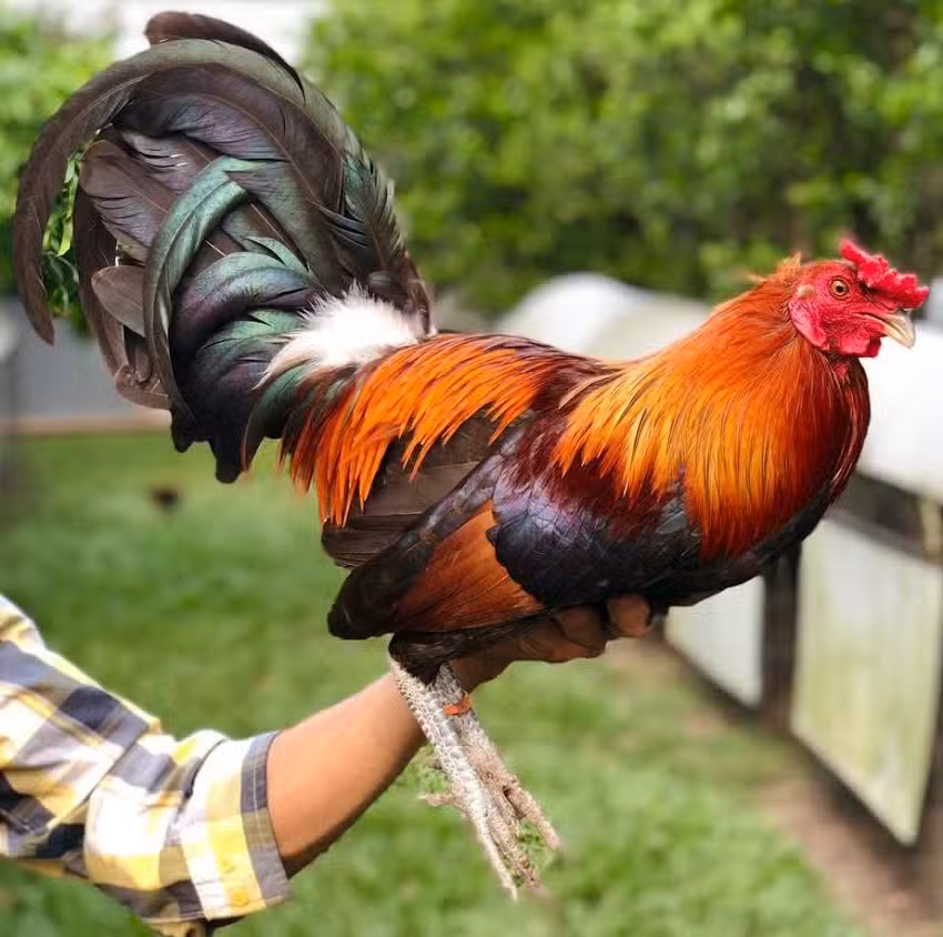 Reafilados de navajas&rdquo; EL CABE&Ntilde;O &ldquo;