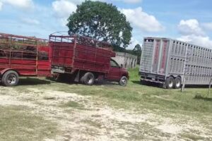 REMOLQUES &ldquo;BRUZO&rdquo; pachochita