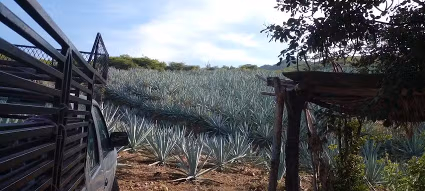 Uni&oacute;n juarez